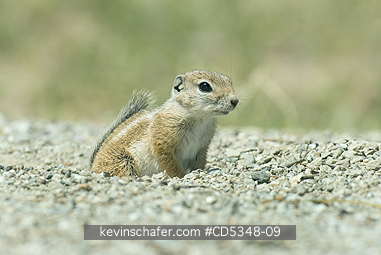 SQUIRREL, ANTELOPE: San Joaquin Antelope Squirrel (Ammospermophilus nelsoni) Endangered, Carrizo Plain National Monument, California - Emerging from burrow