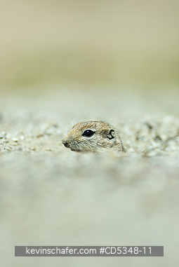 SQUIRREL, ANTELOPE: San Joaquin Antelope Squirrel (Ammospermophilus nelsoni) Endangered, Carrizo Plain National Monument, California - Emerging from burrow