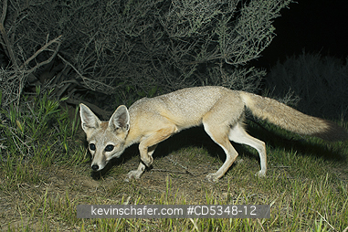 FOX, KIT: San Joaquin Kit Fox (Vulpes macrotis mutica) Endangered, Carrizo Plain NM, California