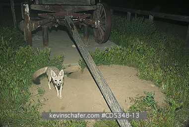 FOX, KIT: San Joaquin Kit Fox (Vulpes macrotis mutica) Endangered, By abandoned wagon, Night, Carrizo Plain National Monument, California