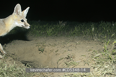 FOX, KIT: San Joaquin Kit Fox (Vulpes macrotis mutica) Endangered, Carrizo Plain NM, California