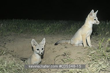 FOX, KIT: San Joaquin Kit Fox (Vulpes macrotis mutica) Endangered, Carrizo Plain NM, California