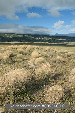 CALIFORNIA, CARRIZO: Dried shrubs in late winter, Carrizo Plain National Monument, California