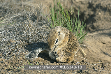 SQUIRREL, ANTELOPE: San Joaquin Antelope Squirrel (Ammospermophilus nelsoni) Endangered, Carrizo Plain National Monument, California