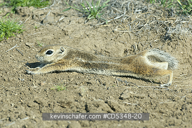 SQUIRREL, ANTELOPE: San Joaquin Antelope Squirrel (Ammospermophilus nelsoni) Endangered, Carrizo Plain National Monument, California