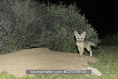 KIT FOXES: San Joaquin Kit Fox pup outside den (Vulpes macrotis mutica) Endangered, Carrizo Plain NM, California