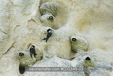 SWALLOW, CLIFF: Cliff Swallows (Petrochelidon pyrrhonota) nesting on Painted Rock, Carrizo Plain National Monument, California  APRIL