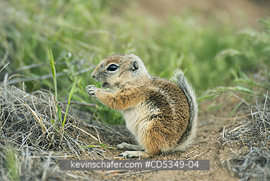 SQUIRREL, ANTELOPE: San Joaquin Antelope Squirrel (Ammospermophilus nelsoni) Endangered, Carrizo Plain National Monument, California