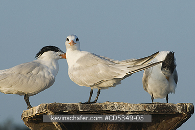 TERNS, ROYAL: Royal Tern (Sterna maxima) roosting on abandoned dock, Haitises National Park, Dominican Republic