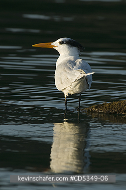 TERNS, ROYAL: Royal Tern (Sterna maxima) roosting on abandoned dock, Los Haitises National Park, Dominican Republic