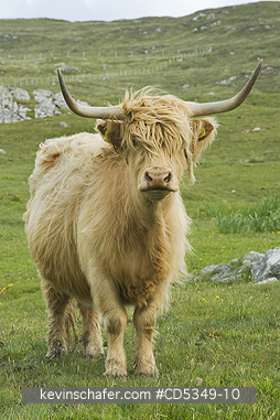 CATTLE: Highland Cattle or kyloe, Blonde, Scottish Highlands