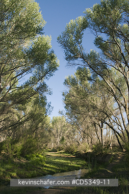 ARIZONA, USA: Riparian Forest, San Pedro River, near Sierra Vista, Arizona