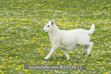 LAMBS: Spring lamb runs through field of flowers, Scotland