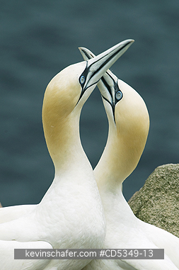 GANNET, NORTHERN: Northern Gannets (Sula bassana) Courtship behavior, Saltee islands, County Wexford, Ireland