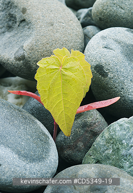 WASHINGTON, USA: Maple seedling emerges from exposed gravel, Elwha River, historic dam removal sparks river restoration after 100 years.