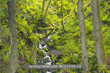 WASHINGTON, USA: Temperate Rainforest, Elwha River Valley, Olympic Peninsula, Washington