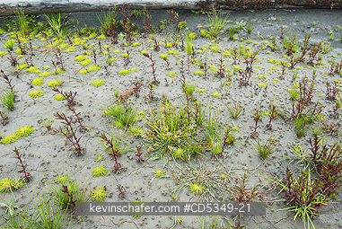 WASHINGTON, USA: Plant recovery after dam removal, Elwha River Valley, Olympic Peninsula WA