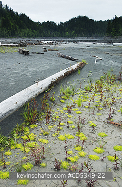 WASHINGTON, USA: Plant recovery after dam removal, Elwha River Valley, Olympic Peninsula WA