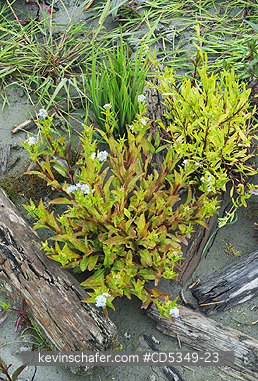 WASHINGTON, USA: Plant recovery after dam removal, Elwha River Valley, Olympic Peninsula WA