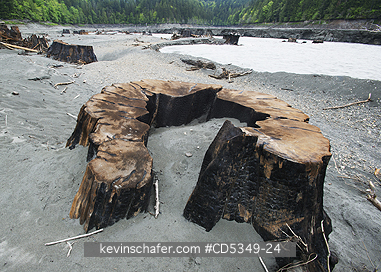 WASHINGTON, USA: Elwha River, Olympic Peninsula Washington, Hundred-year-old stumps exposed by falling waters of Lake Aldwell, after historic dam removal project