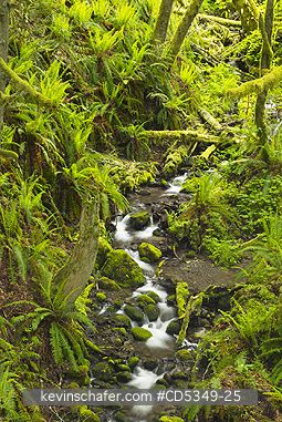 WASHINGTON, USA: Temperate rainforest, Elwha River drainage, Olympic Peninsula, WA