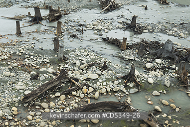 WASHINGTON, USA: 100-year old stumps revealed by resurgent river, Elwha River recovery, Olympic Peninula Washington : a river rebounds after historic removal of two dams to restore lost salmon runs