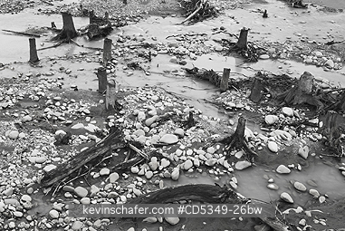 WASHINGTON, USA: 100-year old stumps revealed by resurgent river, Elwha River recovery, Olympic Peninula Washington : a river rebounds after historic removal of two dams to restore lost salmon runs, black and white, BW