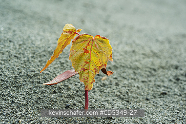 WASHINGTON, USA: Maple seedling emerges from exposed sediments, Elwha River dam removal project, Olympic Peninsula, WA