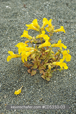 FLOWERS, WASHINGTON: Common Monkey-flower (Mimulus guttatus) emerging from lake sediments,  Elwha River recovery, Olympic Peninula Washington : a river rebounds after historic removal of two dams to restore lost salmon runs