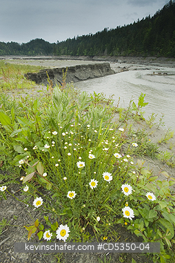 WASHINGTON, RIVERS: Life erupts from lake sediments, Elwha River recovery, Olympic Peninula Washington : a river rebounds after historic removal of two dams to restore lost salmon runs
