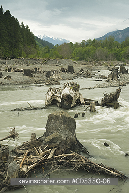WASHINGTON, RIVERS: 100-year old stumps revealed by resurgent river, Elwha River recovery, Olympic Peninula Washington : a river rebounds after historic removal of two dams to restore lost salmon runs