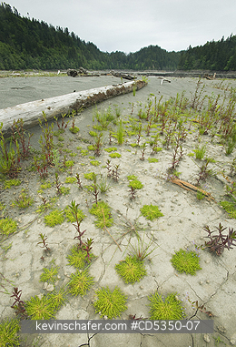 WASHINGTON, RIVERS: Elwha River recovery, Olympic Peninula Washington : a river rebounds after historic removal of two dams to restore lost salmon runs