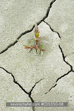 WASHINGTON, PLANTS: Fireweed colonizes lake sediments, Elwha River recovery, Olympic Peninula Washington : a river rebounds after historic removal of two dams to restore lost salmon runs