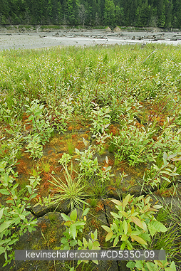 WASHINGTON, RIVERS: Fireweed (Epilobium) erupts from lake sediments, Elwha River recovery, Olympic Peninula Washington : a river rebounds after historic removal of two dams to restore lost salmon runs