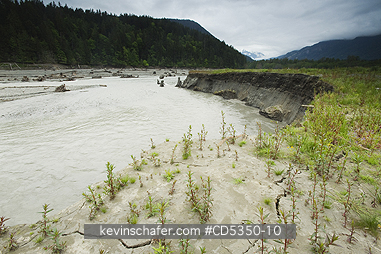 WASHINGTON, RIVERS: Fireweed colonizes lake sediments, but then is washed away by braided channel, Elwha River recovery, Olympic Peninula Washington : a river rebounds after historic removal of two dams to restore lost salmon runs