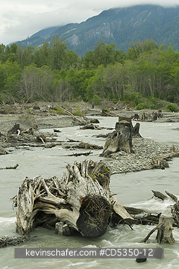 WASHINGTON, RIVERS: 100-year old stumps revealed by resurgent river, Elwha River recovery, Olympic Peninula Washington : a river rebounds after historic removal of two dams to restore lost salmon runs