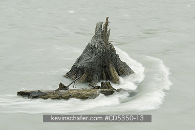 WASHINGTON, RIVERS: Old stump, underwater for 100 years exposed by Elwha River, Olympic Peninula Washington : a river rebounds after historic removal of two dams to restore lost salmon runs