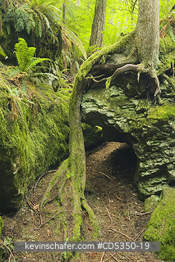 WASHINGTON, FORESTS: Tree roots grown down from rock, Talus Rocks, Tiger Mountain State Forest, Washington 