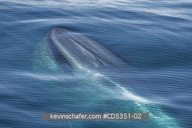 WHALES, BLUE: Blue Whale (Balaenoptera musculus) Rising to surface, Svalbard, Arctic Norway