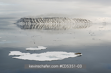 SEALS, BEARDED: Bearded Seal on ice floe, Vaigattbogen, Svalbard, Arctic Norway