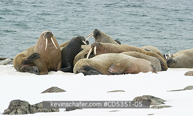 WALRUS, ATLANTIC: Atlantic Walrus (Odobenus rosmarus rosmarus) Summer haul-out, northern Svalbard, Arctic Norway