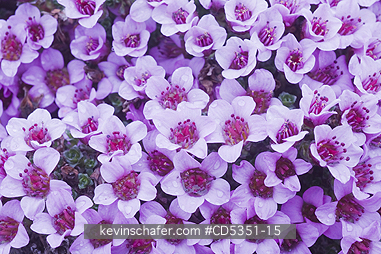 NORWAY, SVALBARD: Purple Saxifrage (Saxifraga oppositifolia), Longyearbyen, Svalbard, JULY