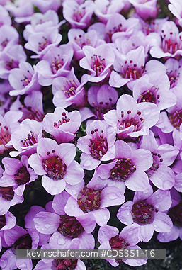 NORWAY, SVALBARD: Purple Saxifrage (Saxifraga oppositifolia), Longyearbyen, Svalbard, JULY