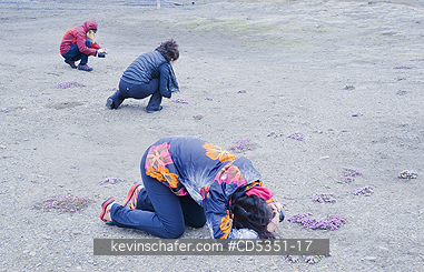 NORWAY, TOURIST: Tourists photographing Purple Saxifrage (Saxifraga oppositifolia), Longyearbyen, Svalbard, JULY