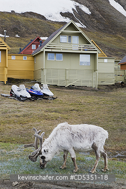 REINDEER: Reindeer in winter coat, Longyearbyen, Svalbard, Norway