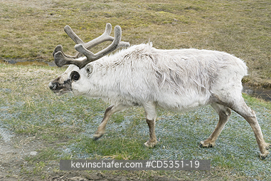 REINDEER: Reindeer in winter coat, Longyearbyen, Svalbard, Norway