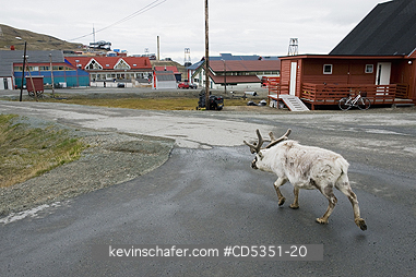 REINDEER: Reindeer in winter coat, Longyearbyen, Svalbard, Norway