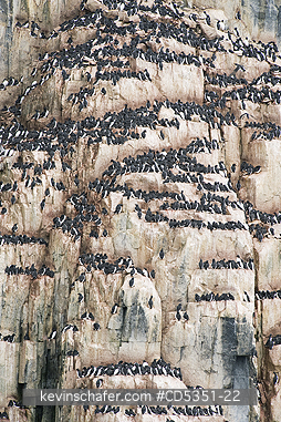 MURRES, THICK BILLED: Thick-billed Murre or Br�nnich\'s Guillemot (Uria lomvia) Crowded nesting cliff, Alkefjellet, Cape Fanshawe, Svalbard
