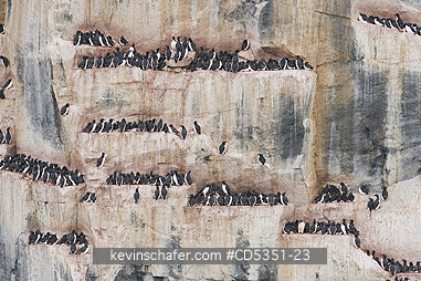 MURRES, THICK BILLED: Thick-billed Murre or Br�nnich\'s Guillemot (Uria lomvia) Crowded nesting cliff, Alkefjellet, Cape Fanshawe, Svalbard