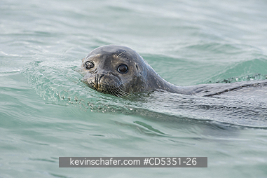 SEALS, HARBOR: Harbor seal (Phoca vitulina) Svalbard, Arctic Norway